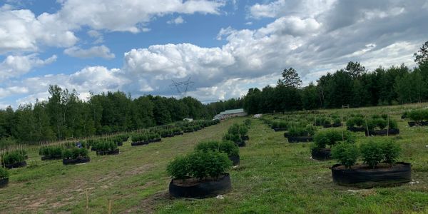 Holistic Wellness Services Hemp CBD farm in Sandstone, MN. Products available for wholesale.