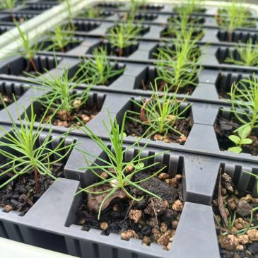 Seedlings growing in a propagation tray.