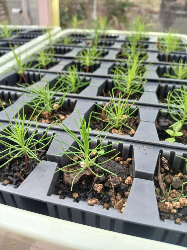 Scots Pine Seedlings growing in a tray.