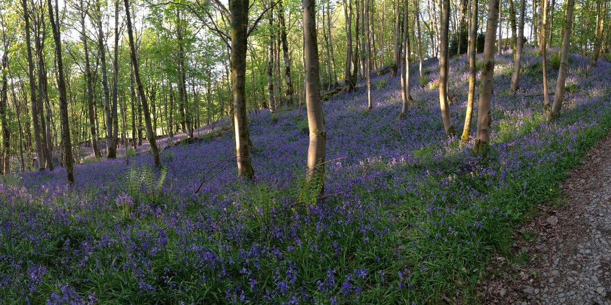 Bluebells in Cow Close Wood