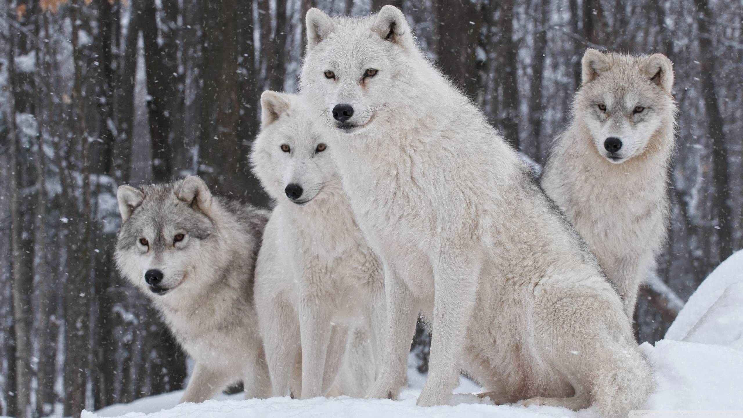 Wolfpackworldwideteam LLC