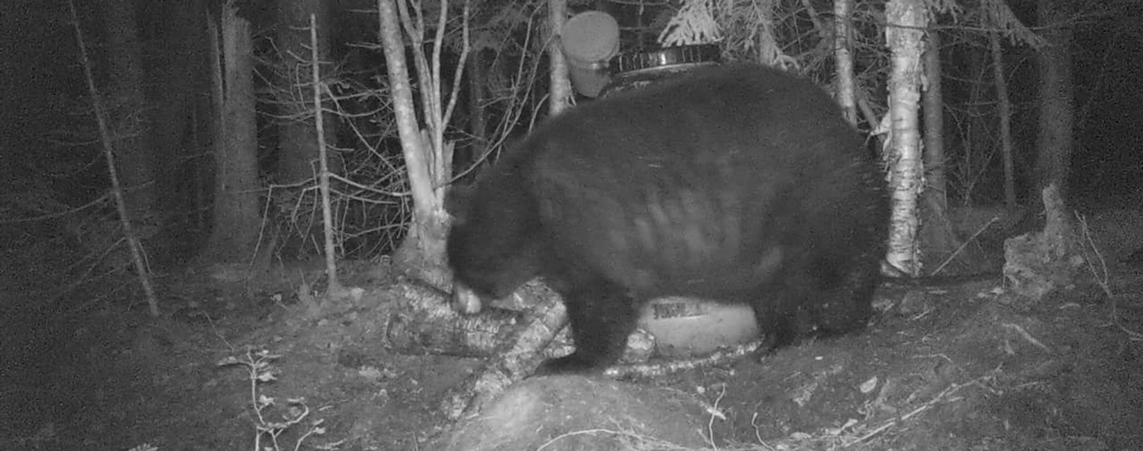 Black Bear Trapping Roody's Family Tradition Guide Service