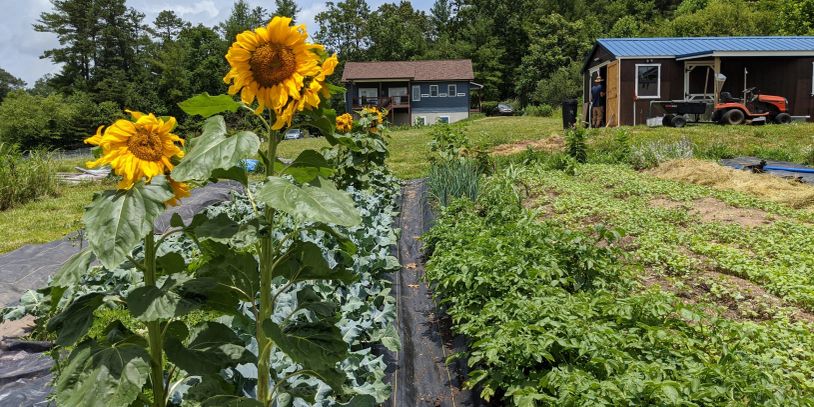 Sunflowers growing in a garden near farmhouses.