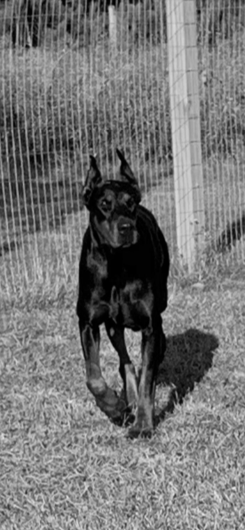 Dobermans for sale in Indiana