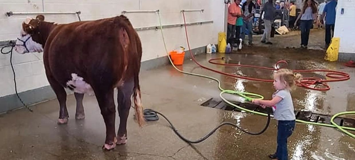 Young Cattle Company