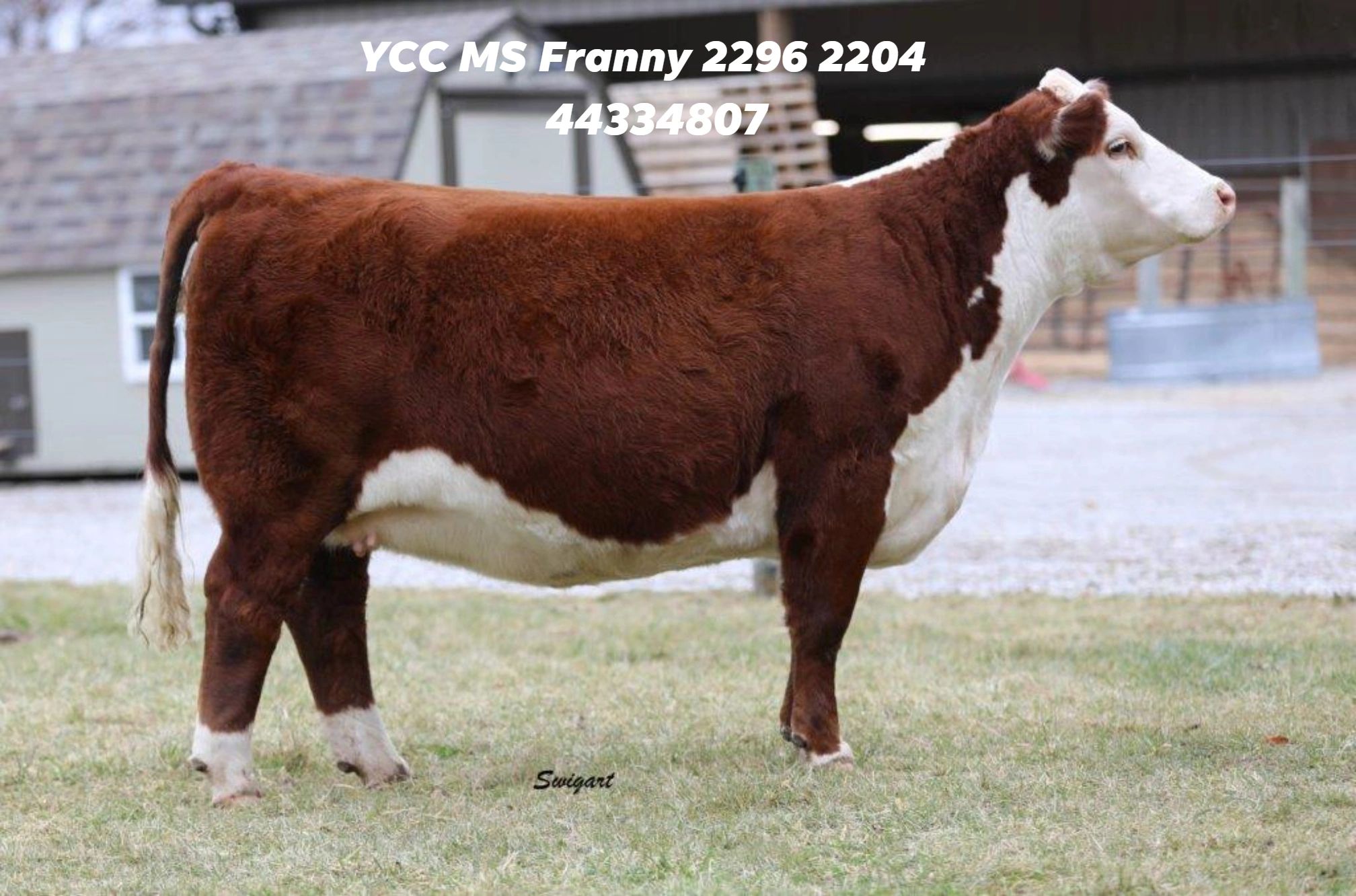 Young Cattle Company