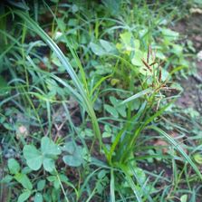 Agricultural, Weed Abatement, Weeds, Weed Control