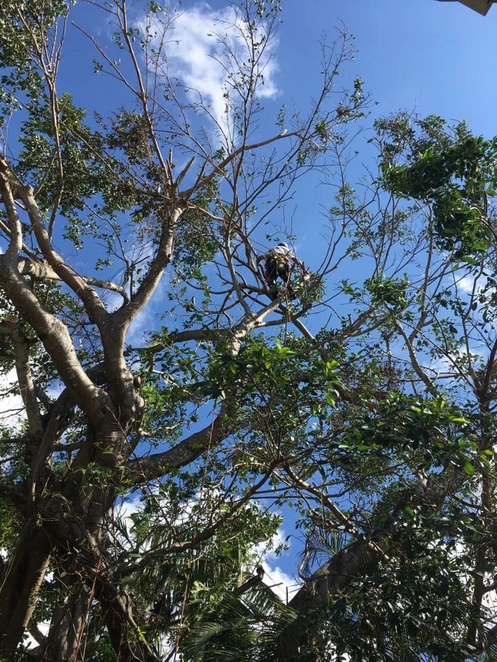 Hurricane Preparation | We Do Trees