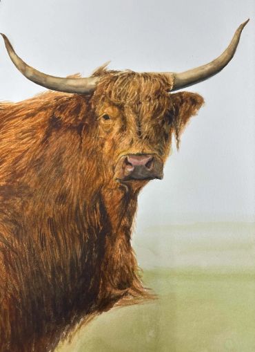 A Highland cow with long horns.