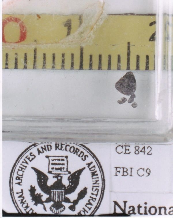 Tiny insect specimen with measuring tape and National Archives seal.