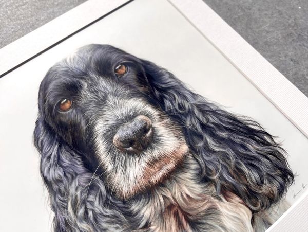 Detailed portrait of a black and white long-eared dog with soulful eyes.