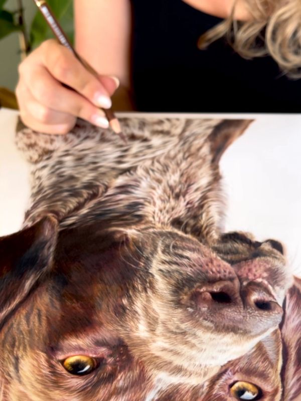 German shorthaired pointer realistic coloured pencil pet portrait drawing
