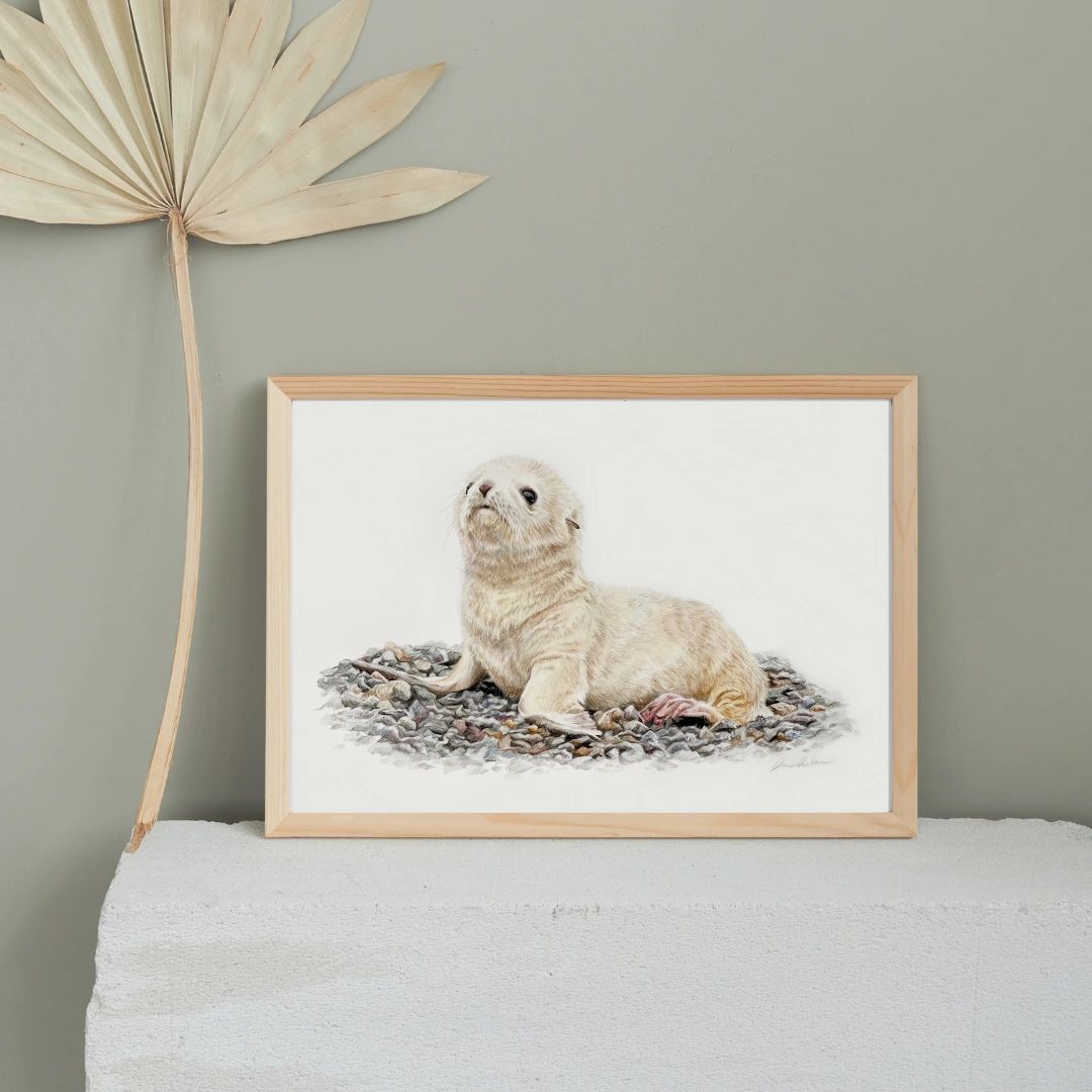 Fluffy fur seal pup white realistic coloured pencil pet portrait drawing