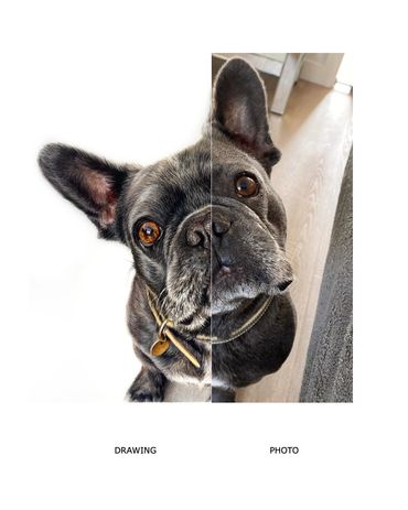 French bulldog frenchie coloured pencil pet portrait hand drawn Lauren hill art photo vs drawing