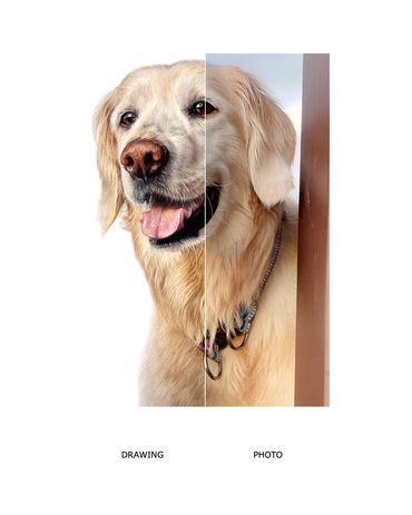 Hand drawn pet portrait commission golden retriever portrait coloured pencil drawing Lauen Hill Art