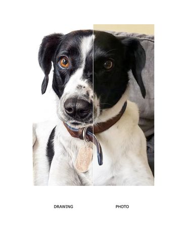 Realistic coloured pencil pet portrait of dog from photo hand drawn memorial Lauren Hill art 