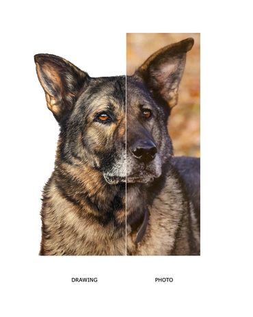 Hand drawn pet portrait commission German shepherd portrait coloured pencil drawing Lauren Hill Art