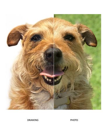 border terrier hand drawn pet portrait Lauren hill art commission drawing vs photo