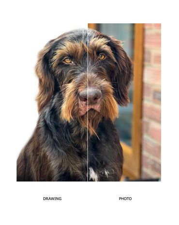 German Wirehaired Pointer hand drawn custom coloured pencil pet portrait commission uk GWP