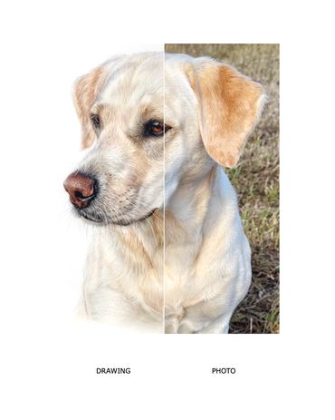 Golden Labrador drawing vs photo pet portrait Lauren Hill art