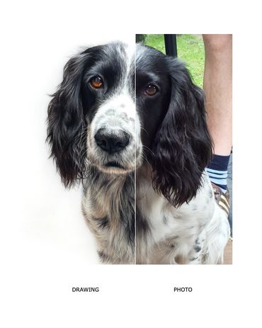 Springer spaniel gun dog coloured pencil pet pet portrait artist uk