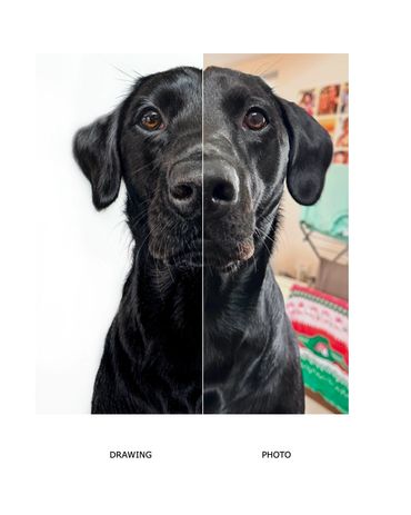 Shiny black labrador lab portrait hand drawn coloured pencil custom pet commission Lauren hill art