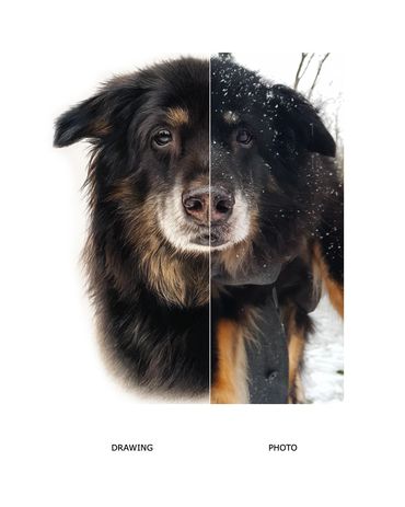 black brown rescue dog realistic hand drawn coloured pencil pet portrait Lauren hill art