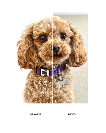 Cavapoo realistic coloured pencil pet dog portrait hand-drawn uk