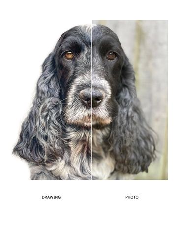 Blue Roan Show Cocker Spaniel Hand Drawn Pet Portrait Coloured Pencil Drawing Vs Photo