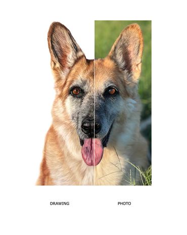 German Shepherd coloured pencil pet portrait hand drawn memorial drawing photo vs drawing