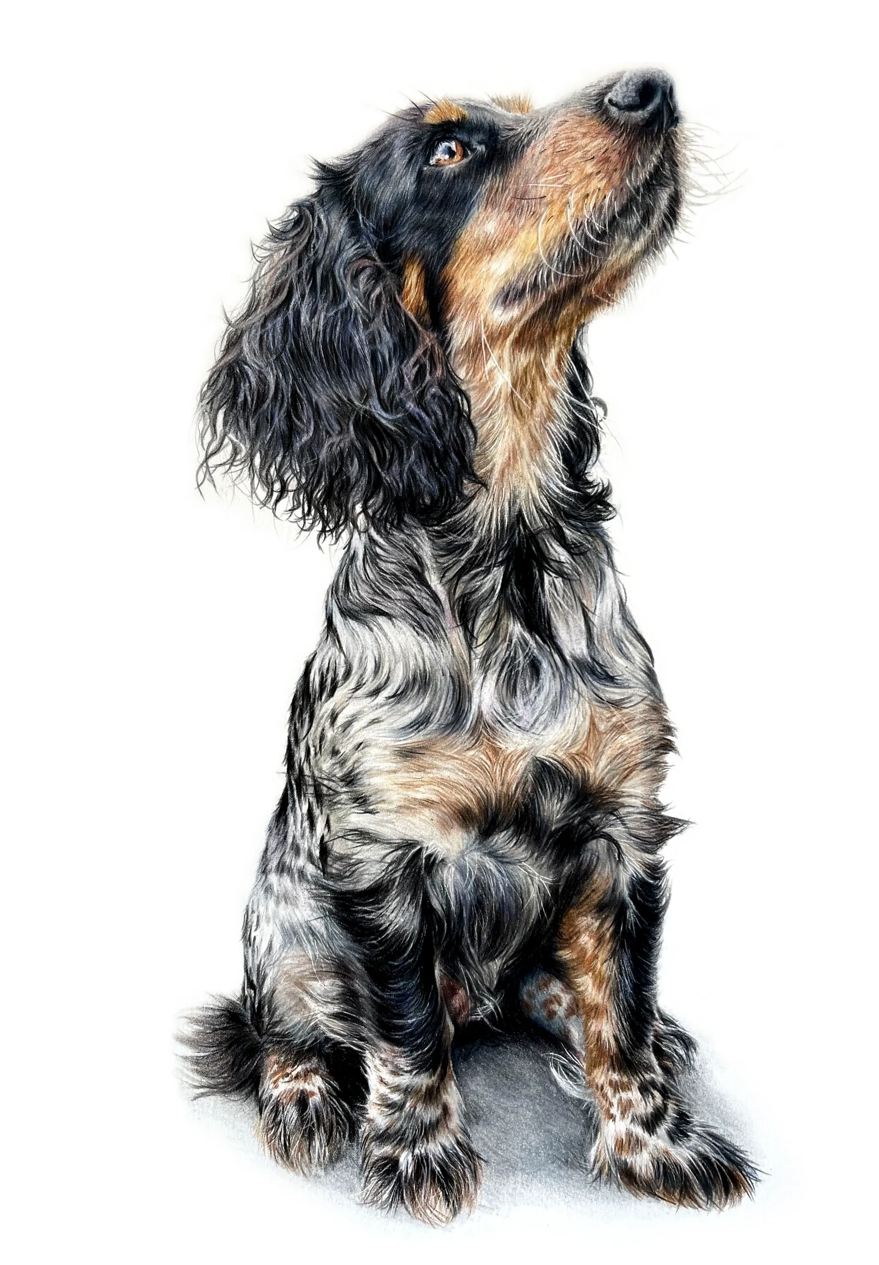 Cocker spaniel dog pet portrait coloured colored pencil drawing 