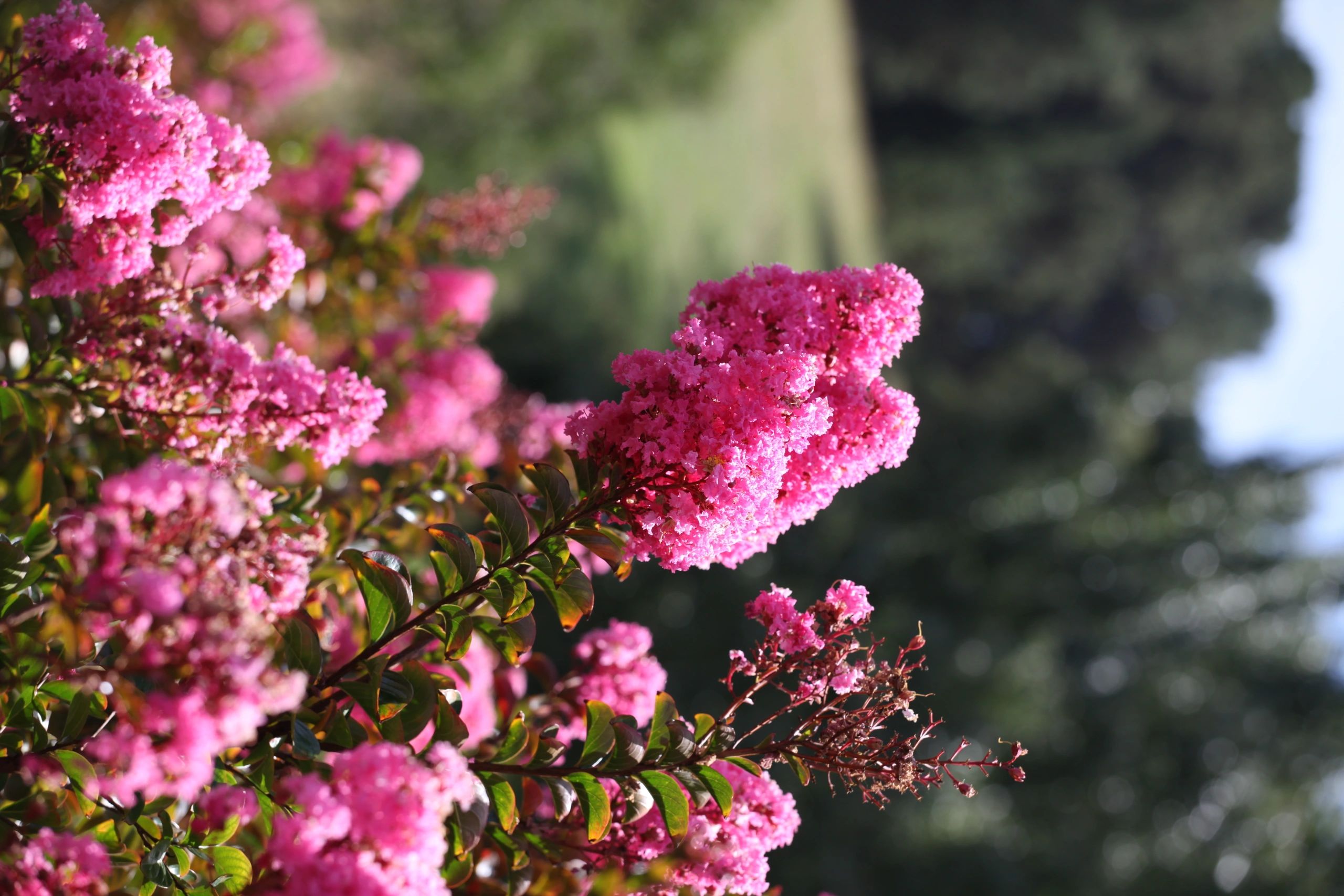 Adelaide Tree Farm Trees, Tree Farm, Crepe Myrtle