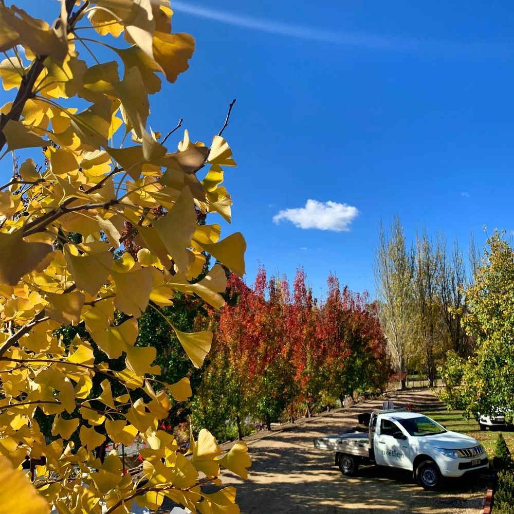 Adelaide Tree Farm Trees, Tree Farm, Crepe Myrtle