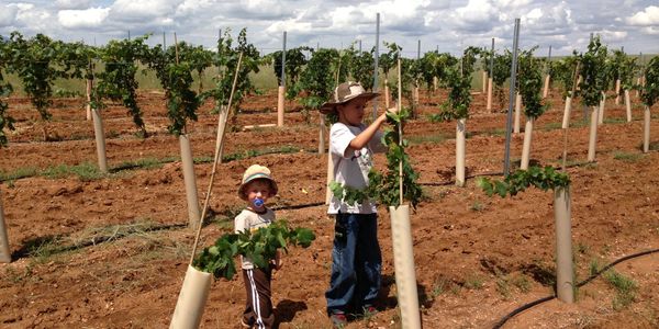 Cole and Luke in the early days checking out the new shoots.
