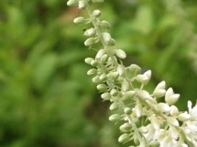 Close-up of small white flowers on a green background.