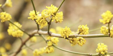 Yellow flowers blooming on branches.