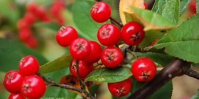 Close-up of red berries on a green leafy branch.