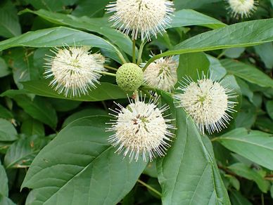 Cluster of white spiky flowers among green leaves.