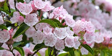 Cluster of light pink flowers on a tree branch.