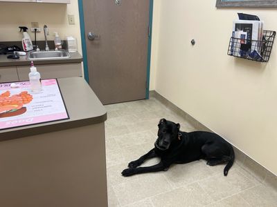 A trained dog by k9 Department LLC waiting politely at the veterinary office for the examination. 