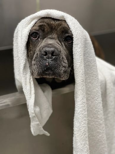 Dog in a Bathing Grooming Tub 