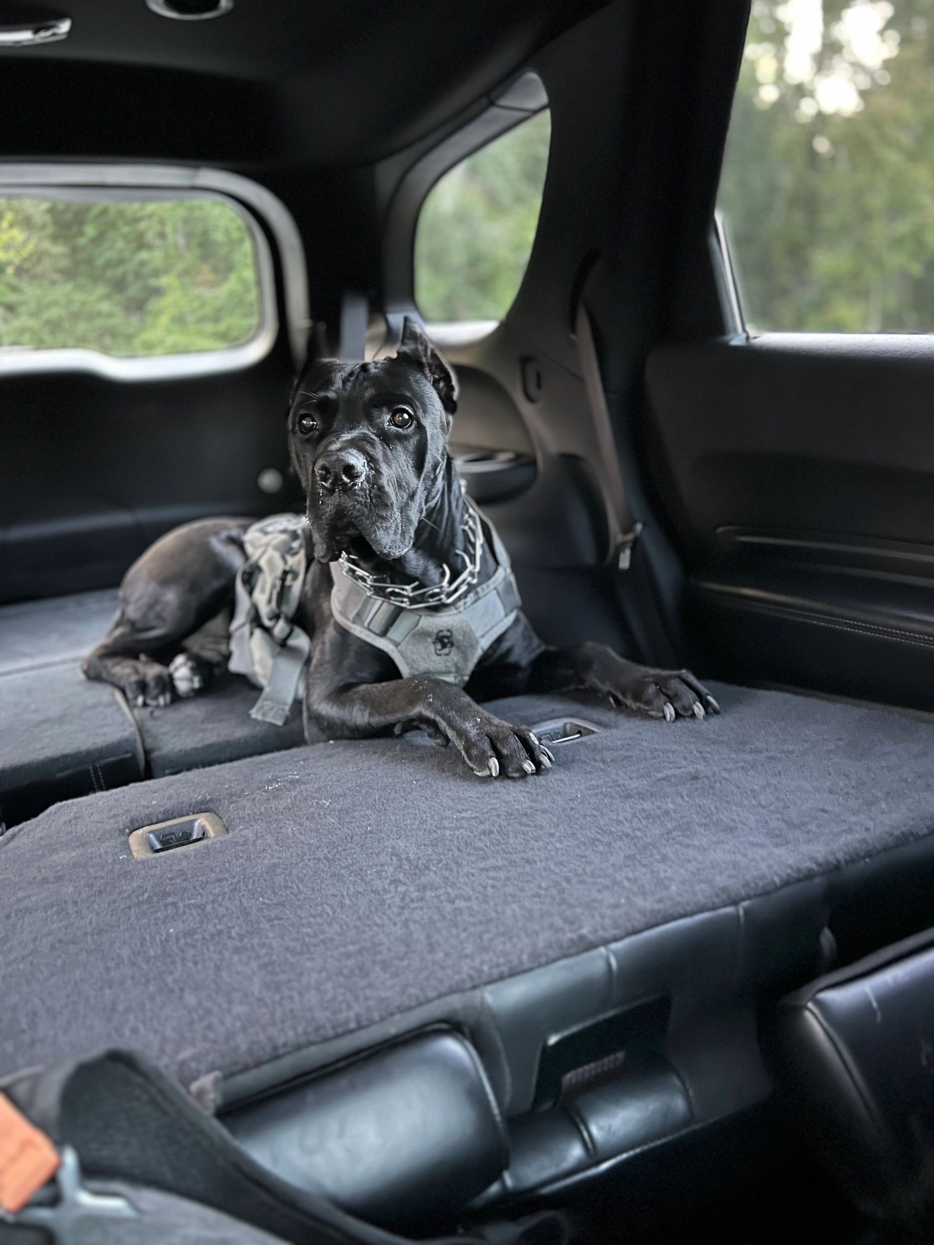 A cane Corso is laying in suv. The dog was trained by k9 department for behavioral modification. 