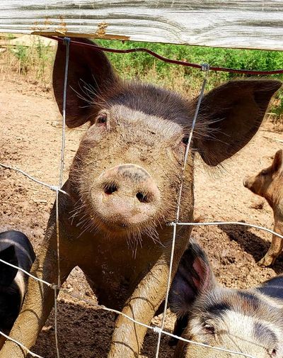 Pasture pig