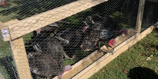 Pasture turkeys