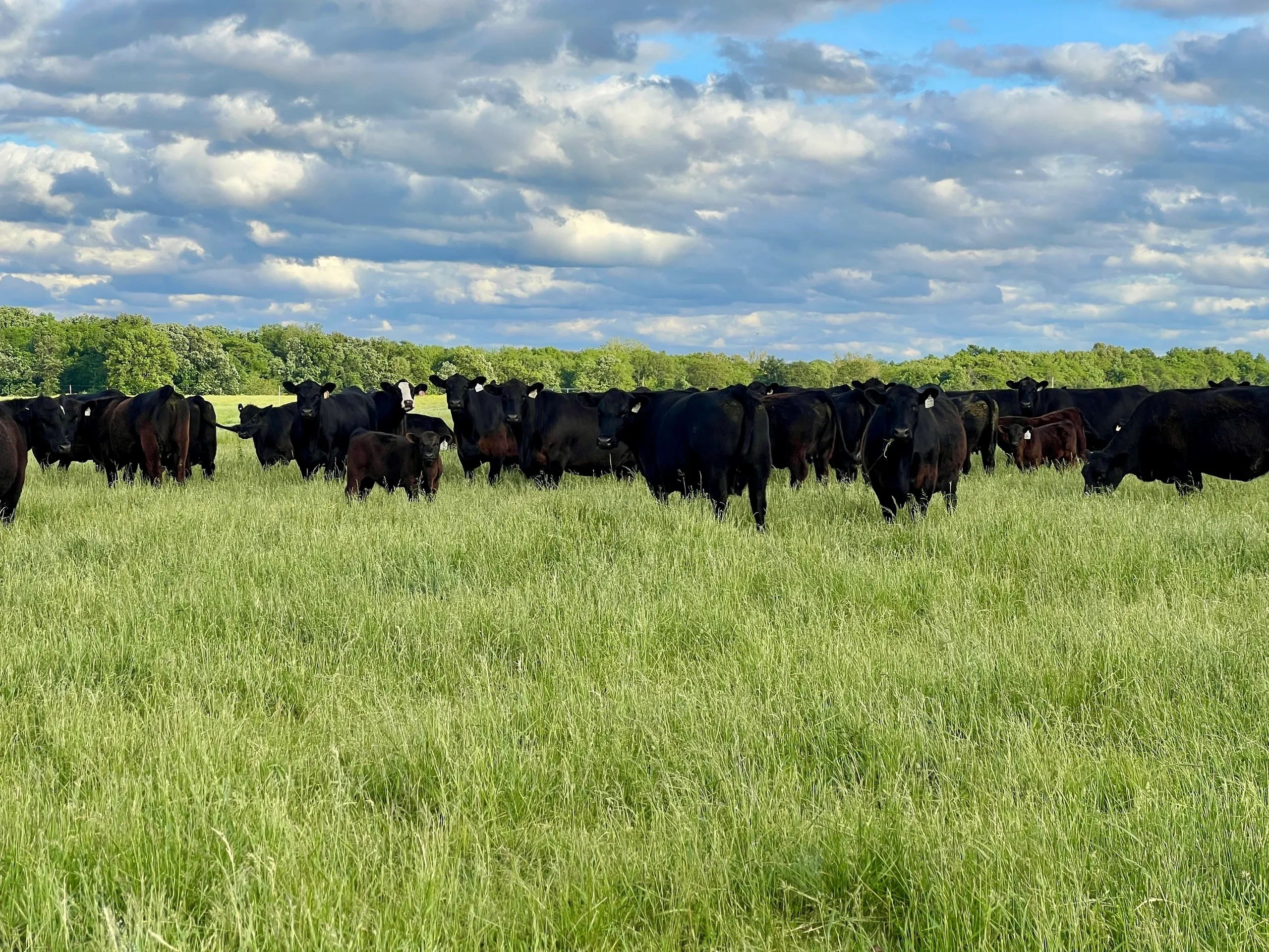 Prairie Creek Angus