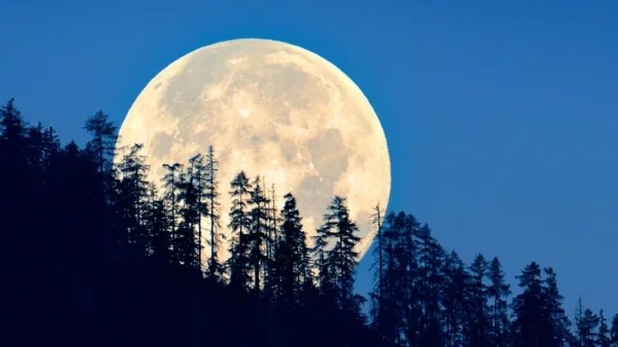 Full moon rising behind silhouette of tall pine trees at dusk.