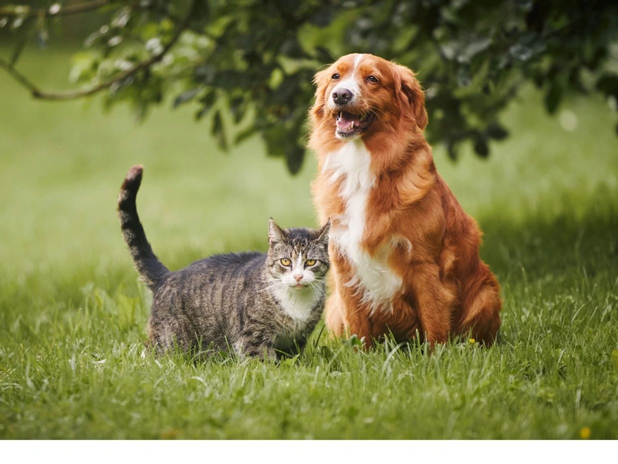A happy dog and a curious cat sitting together on the grass.