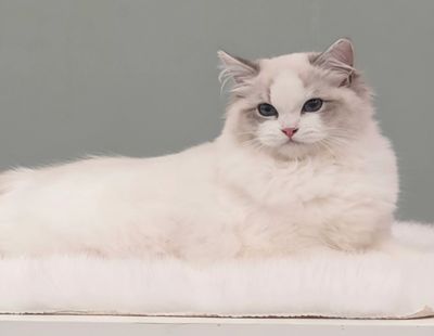 Reverence Winters Heart, blue tabby bicolour Ragdoll queen at Kimaya Ragdolls, Queensland