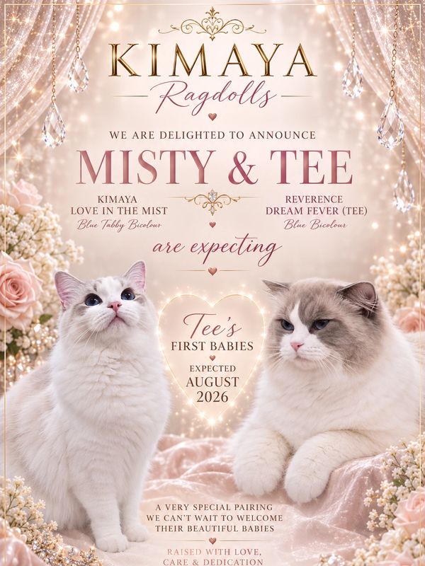 Misty pregnancy announcement for upcoming Ragdoll kittens at Kimaya Ragdolls, Sunshine Coast Queensl