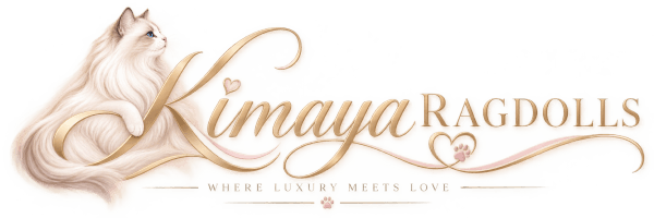 Kimaya Ragdolls 
